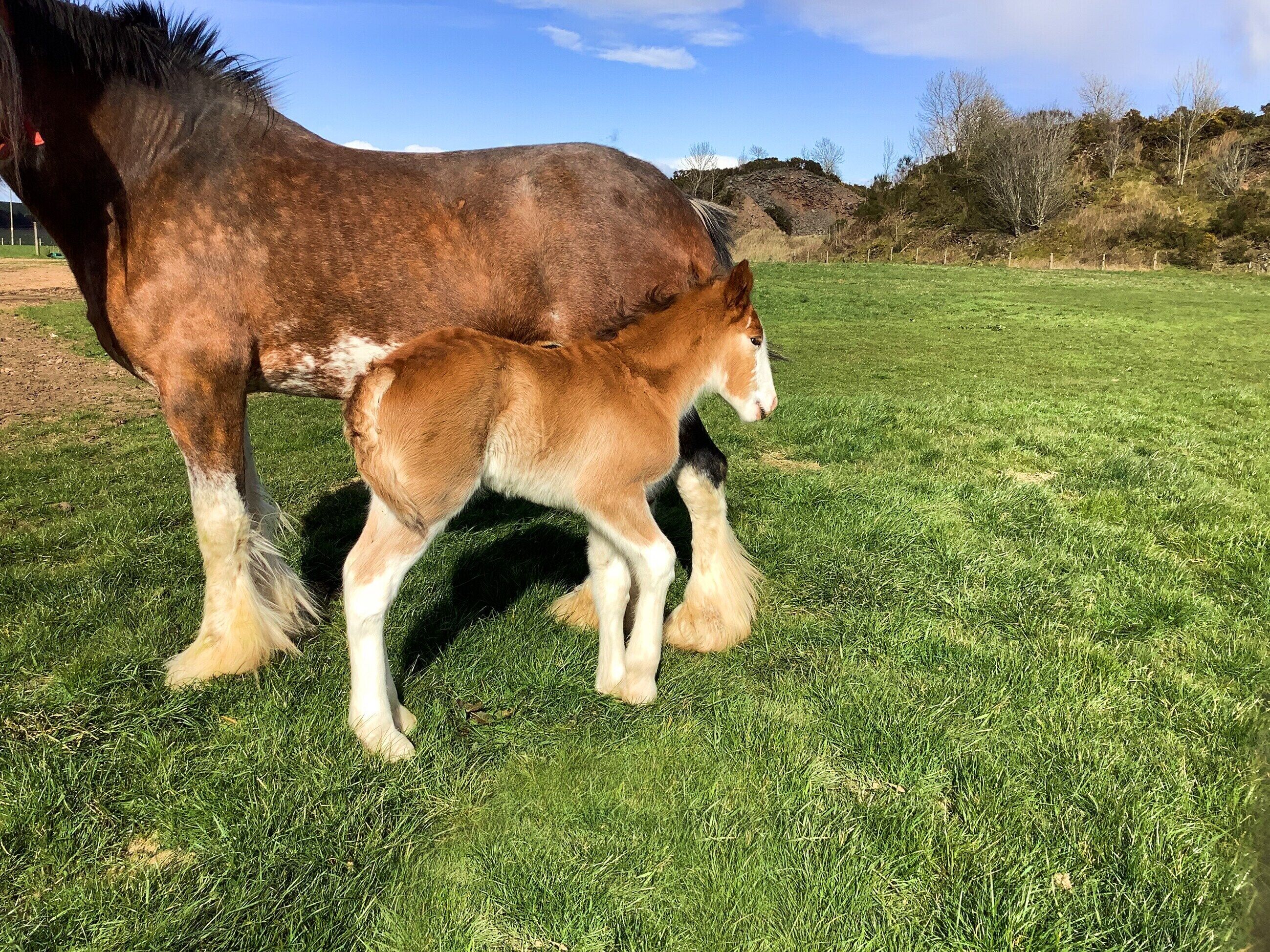 luxury hotels in Scotland