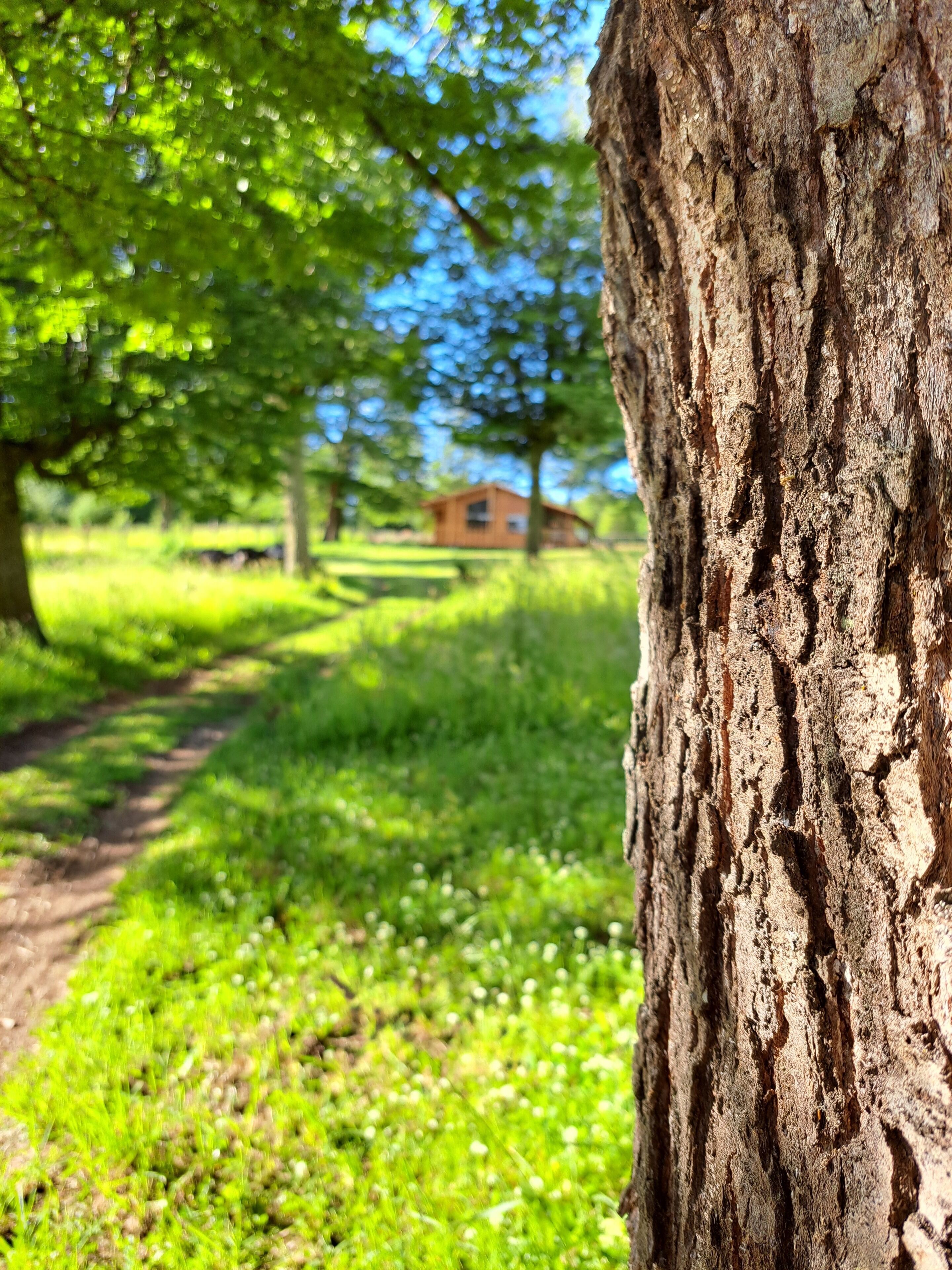 A tree trunk with rough bark texture.