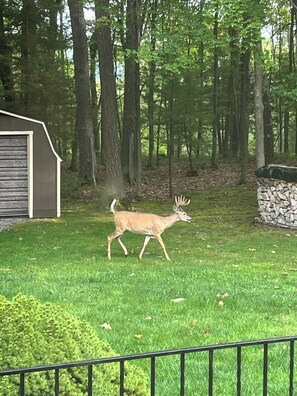 Un ciervo en un patio cubierto de hierba, con un cobertizo y un muro de piedra al fondo.