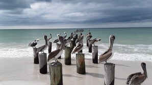 A beach with wooden posts and pelicans perched on them. - Casa Campagnola Naples heated pool h.tub outdoor kitchen 2 bikes  (Naples)