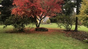 Un árbol de follaje rojo en una zona cubierta de césped, con un edificio al fondo.