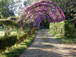 Un sendero de grava bordeado por abundante vegetación y plantas en flor, que conduce a una zona cubierta con una estructura curva.