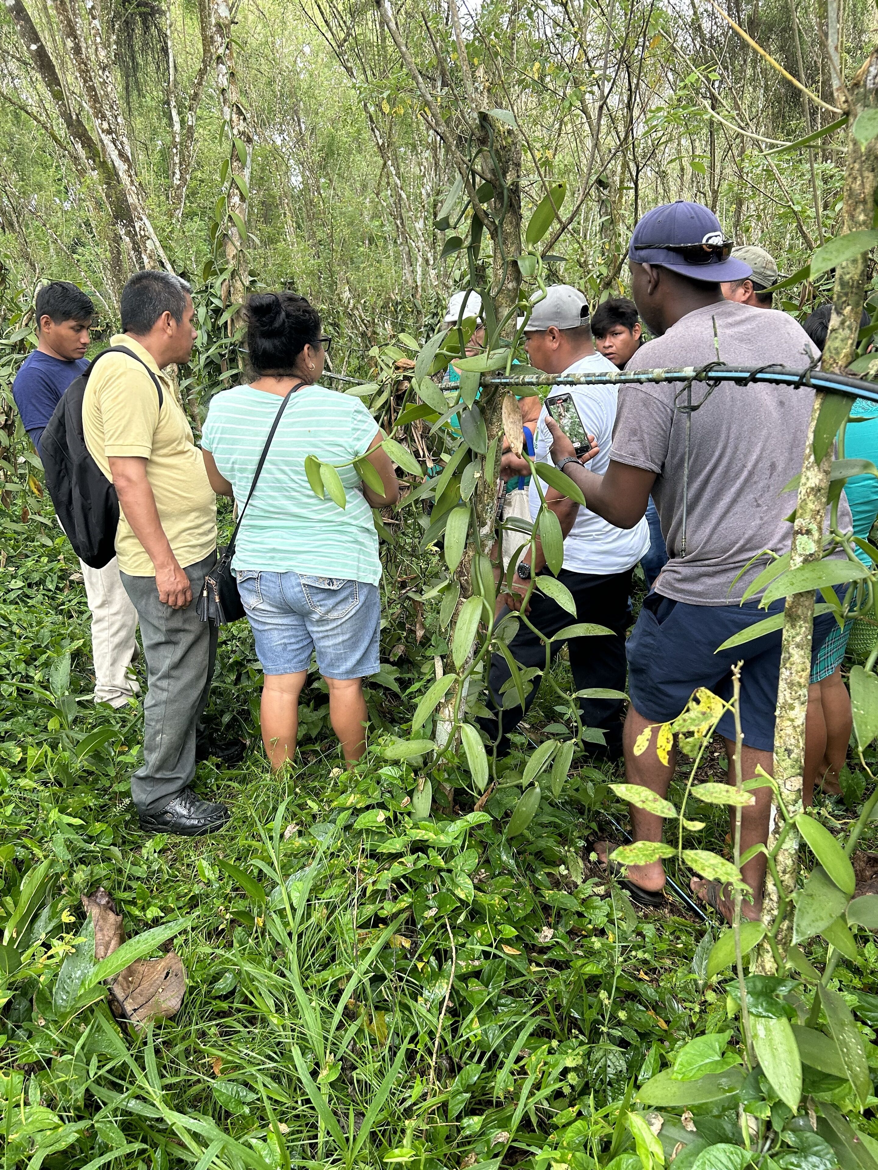 A group of people standing in a dense forested area.
