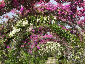 A pathway surrounded by lush greenery and flowering plants, creating a natural tunnel effect. - Tropical Magnolia Resort (Golden Stream)