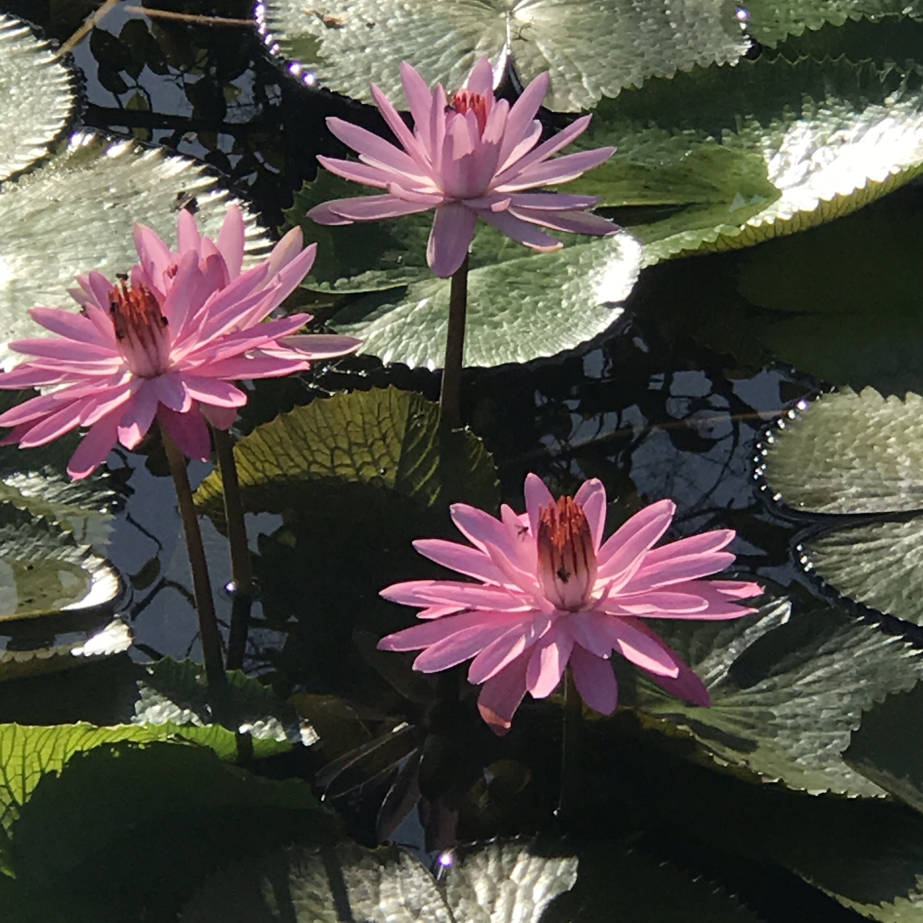Tres nenúfares rosados en un estanque rodeado de hojas de nenúfar verdes.