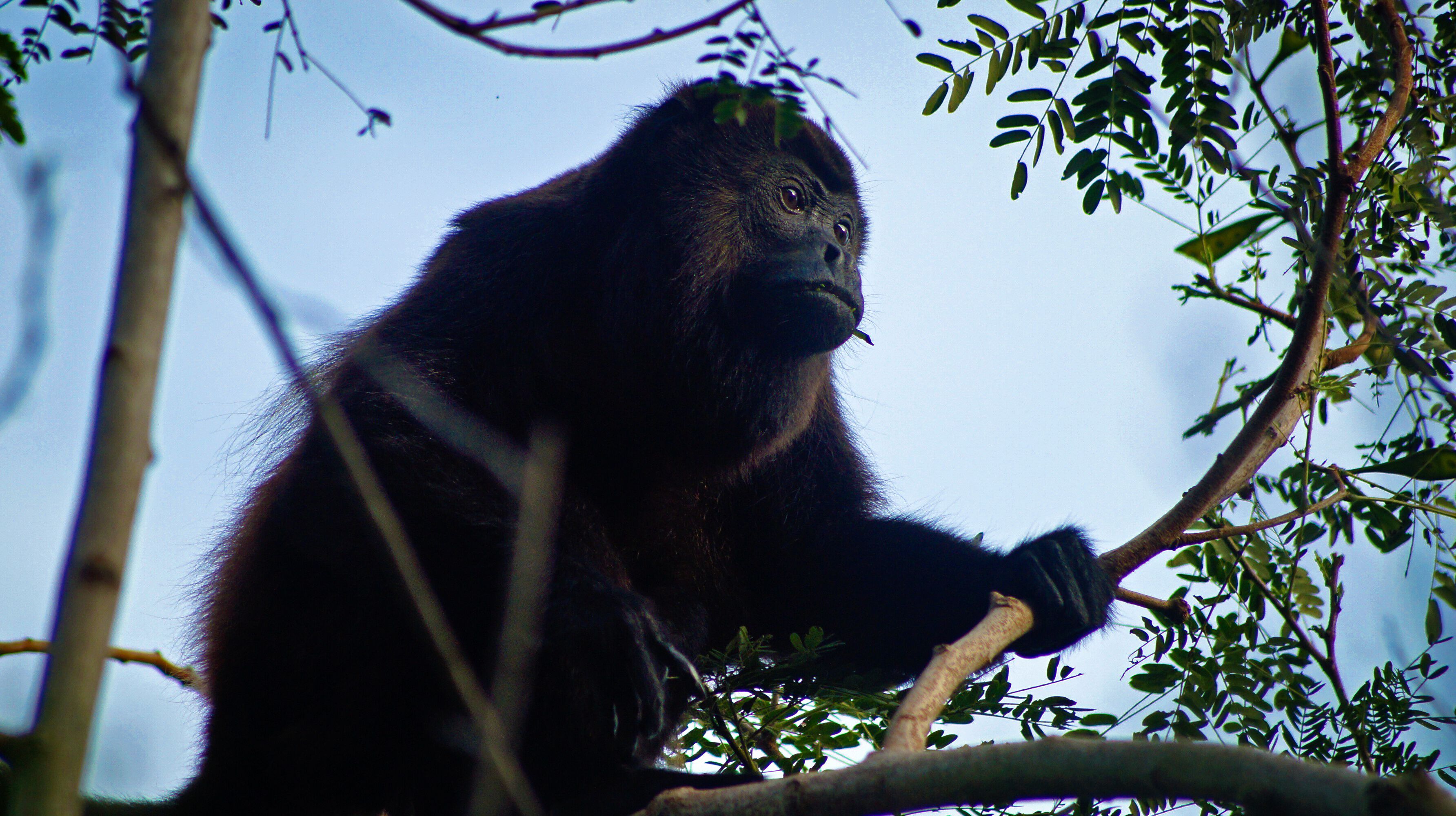 A gorilla in a natural setting, surrounded by trees and branches.