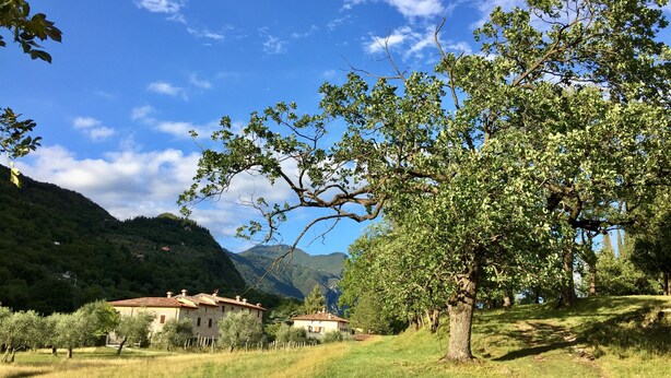 Paisaje rural con un árbol grande, un edificio de techo rojo y montañas al fondo.