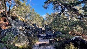 A forested area with a rocky path. - Le repaire de Barbizon (Barbizon)