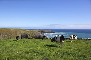 A grassy field with cows grazing near a rocky coastline and the ocean. - 5-star rural escape hidden between the coastal towns of Kinsale and Clonakilty, (Clonakilty)