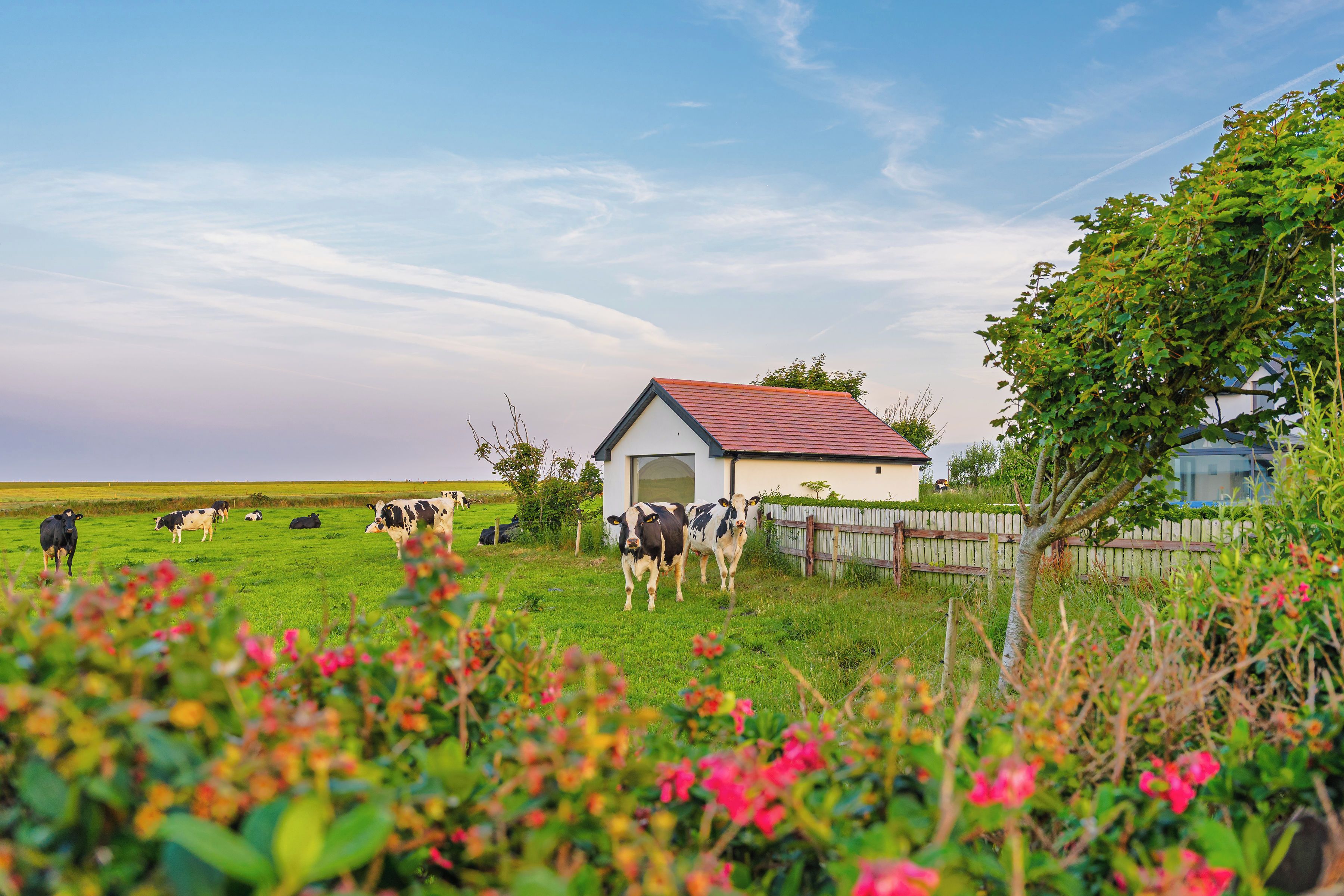 A rural landscape with a small white building, a fenced area with cows, and a clear sky.