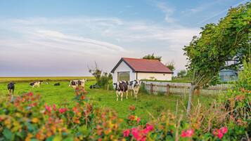 A rural landscape with a small white building, a fenced area with cows, and a clear sky.