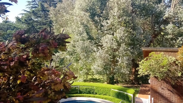 Ein Schwimmbecken, umgeben von üppiger Vegetation und einer Backsteinmauer.