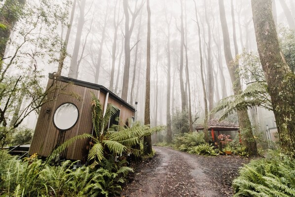 A rustic cabin with a circular window, surrounded by dense ferns and tall trees in a foggy forest.