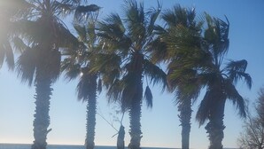 A beach with palm trees and a clear view of the ocean.