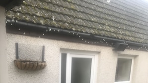 A house with a white door, a small window, a potted plant, and a stone bench. - Lovely 1-bed Cottage in Hopeman (Elgin)