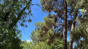Un espace extérieur clos, avec des arbres et un bâtiment en arrière-plan.