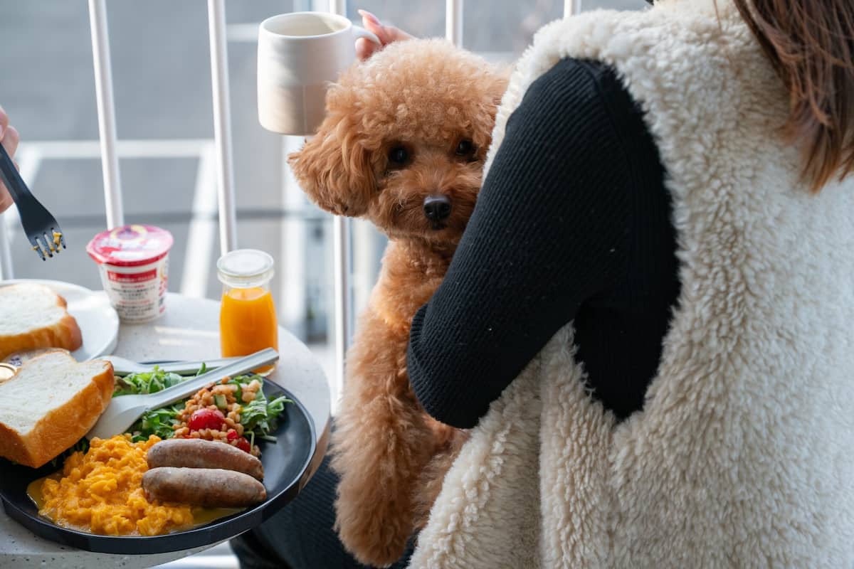 Una mesa de comedor con comida, un perro y una persona.