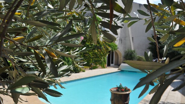 A swimming pool surrounded by olive trees and a potted plant with flowers.