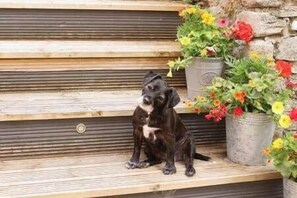 En hund sitter på en träbänk med krukväxter bredvid sig.