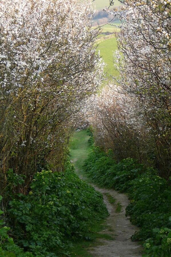 Un étroit sentier de terre, bordé d’arbres en fleurs, mène à un champ verdoyant.