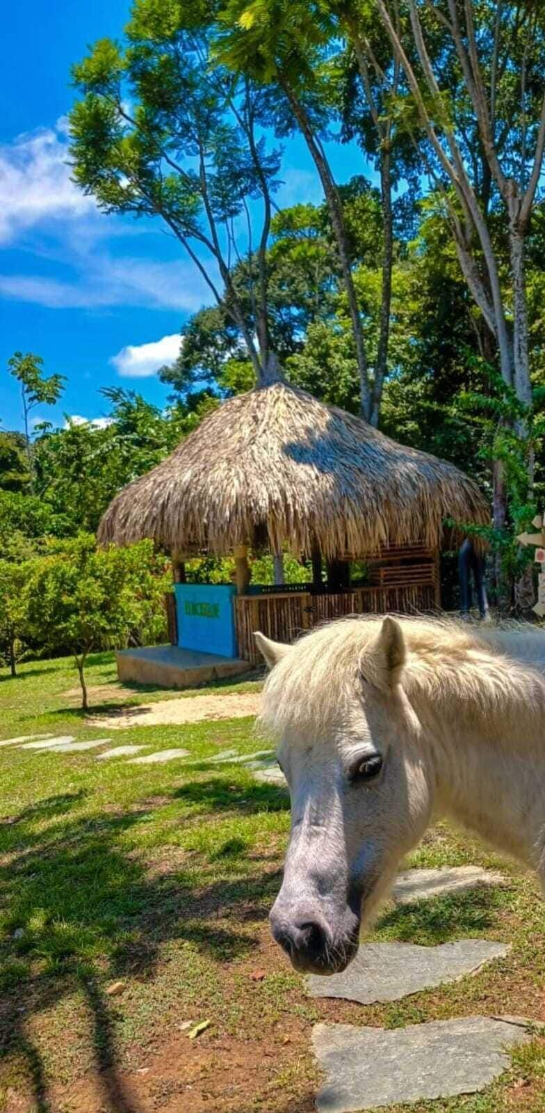 A white horse in a grassy area with a thatched-roof structure and trees in the background.