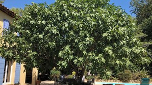 A large fig tree in a backyard with a stone wall, a pool, and outdoor furniture.