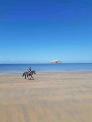 Horse Riding at Seacliff Beach
