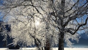 Eine verschneite Landschaft mit einem großen Baum im Vordergrund.
