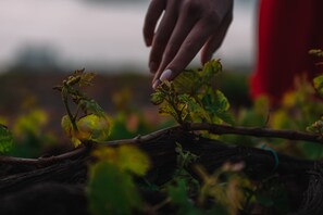 Winery - Nelya Suites (Santorini)