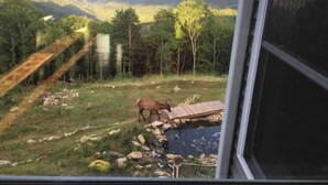 Paesaggio montuoso con un cervo in primo piano, un piccolo edificio e una struttura in legno.