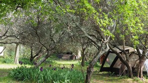 Uma tenda numa área arborizada, com um primeiro plano gramado e árvores.