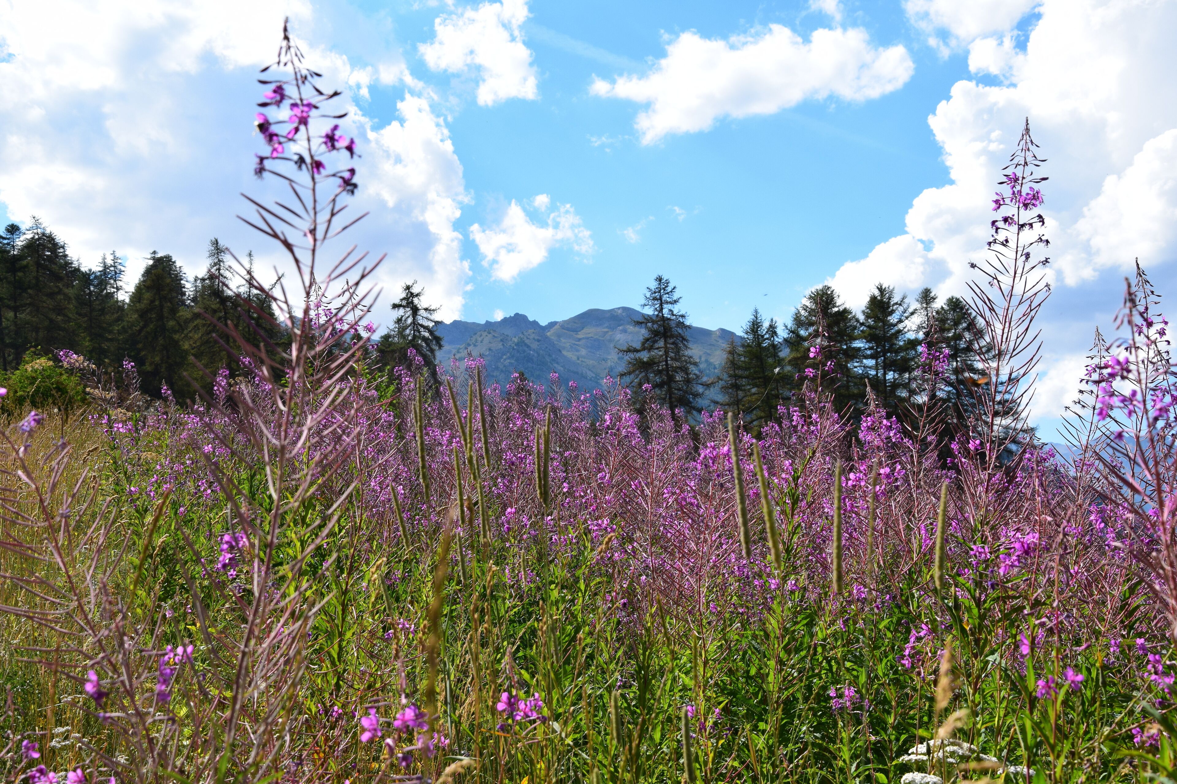 A field of purple flowers with mountains in the background.