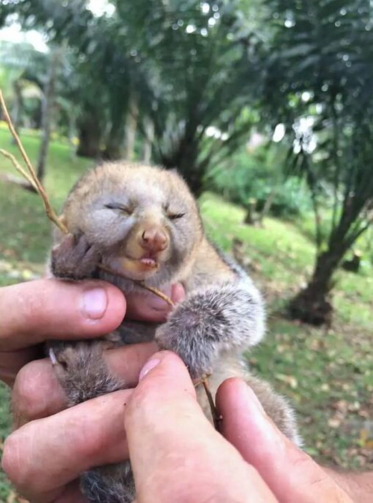 Imagen de perfil del propietario o de la propietaria