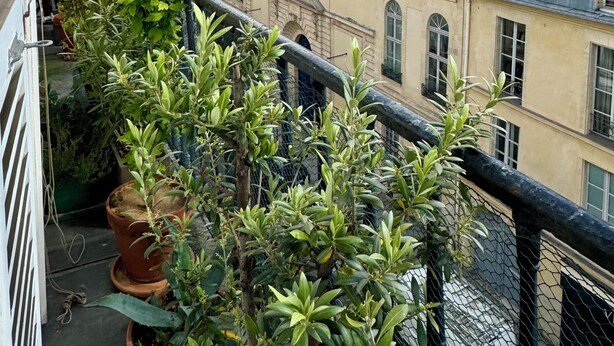 A balcony with potted plants, overlooking a row of buildings with varied architectural styles and a partly cloudy sky. - CENTRE MARAIS (picasso place des vosges) .A/C, WIFI, ELEVATOR, VUE, BALCONY ! (paris)