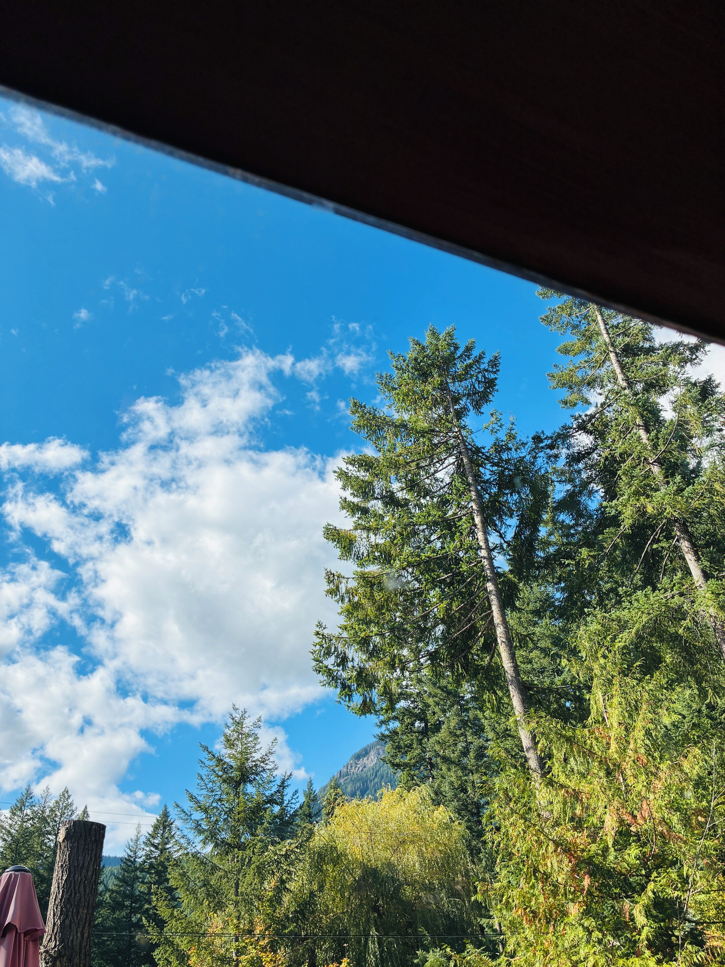 A view through a window of a forested area with tall trees and a clear blue sky.