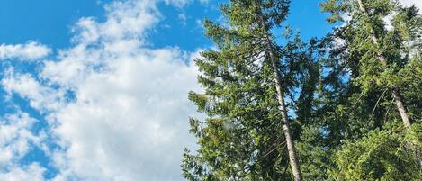 A view through a window of a forested area with tall trees and a clear blue sky.