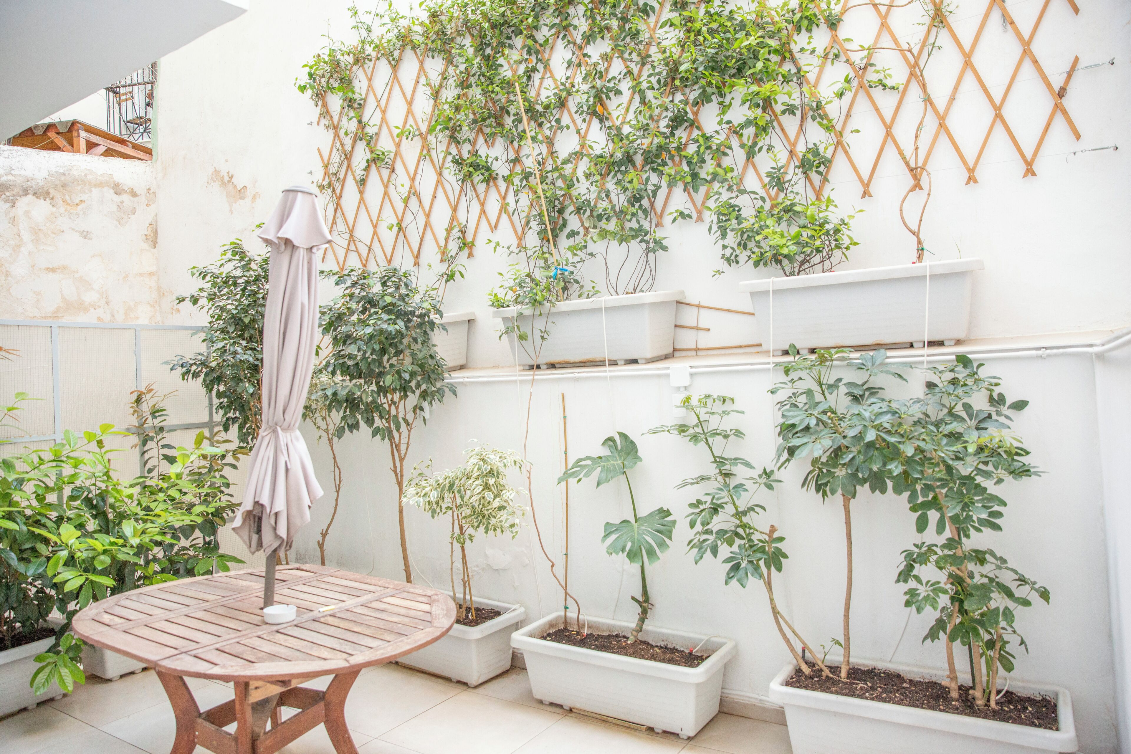 A patio with a table, potted plants, and a climbing vine wall.