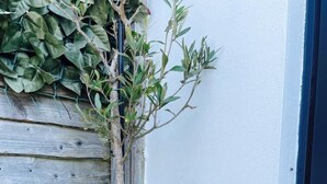 A potted plant with a tree trunk and branches, placed on a concrete surface next to a wooden fence and a white wall. - 3 By The Sea, Ground Floor Apartment By The Sea (Worthing)