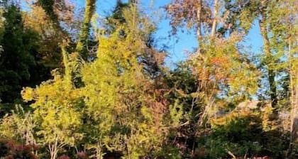 Westover Castle -Majestic in The Forest