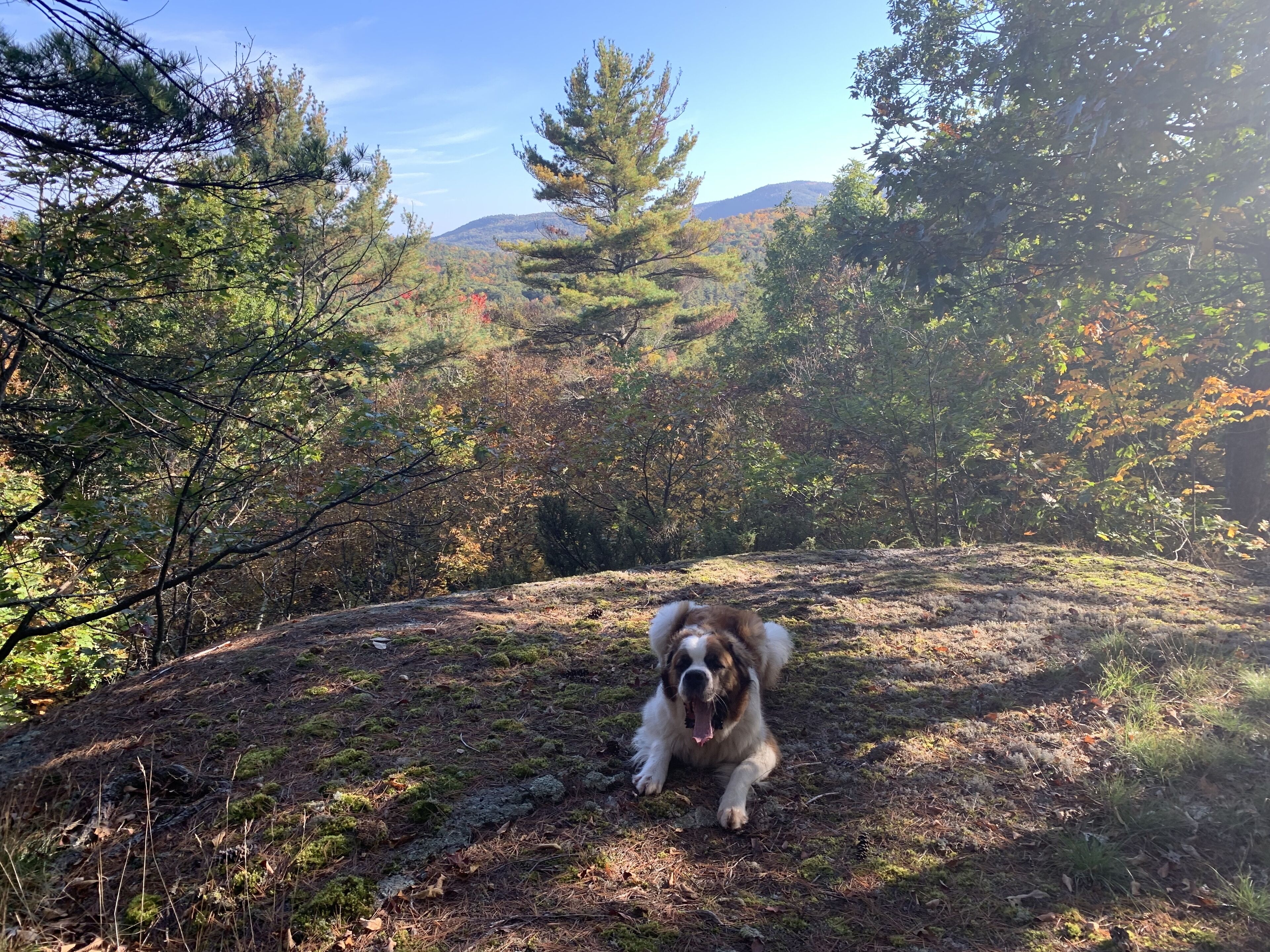 Un chien allongé sur une colline boisée, avec une montagne en arrière-plan.