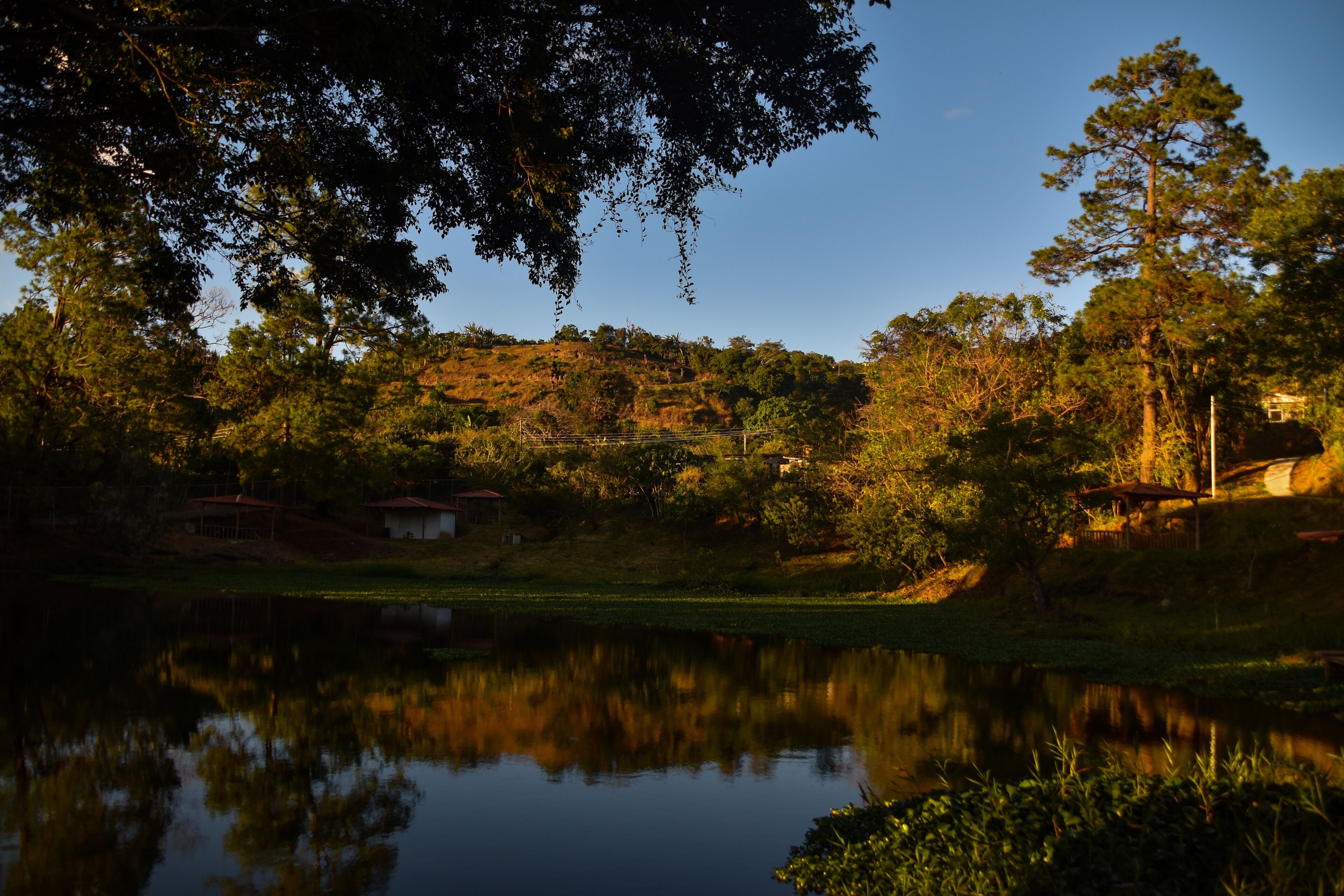 Escena tranquila junto al lago, con un reflejo nítido, rodeada de abundante vegetación y algunos edificios al fondo.