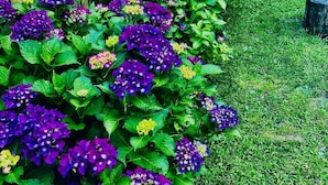 Een tuin met levendige paarse bloemen en een houten omheining.