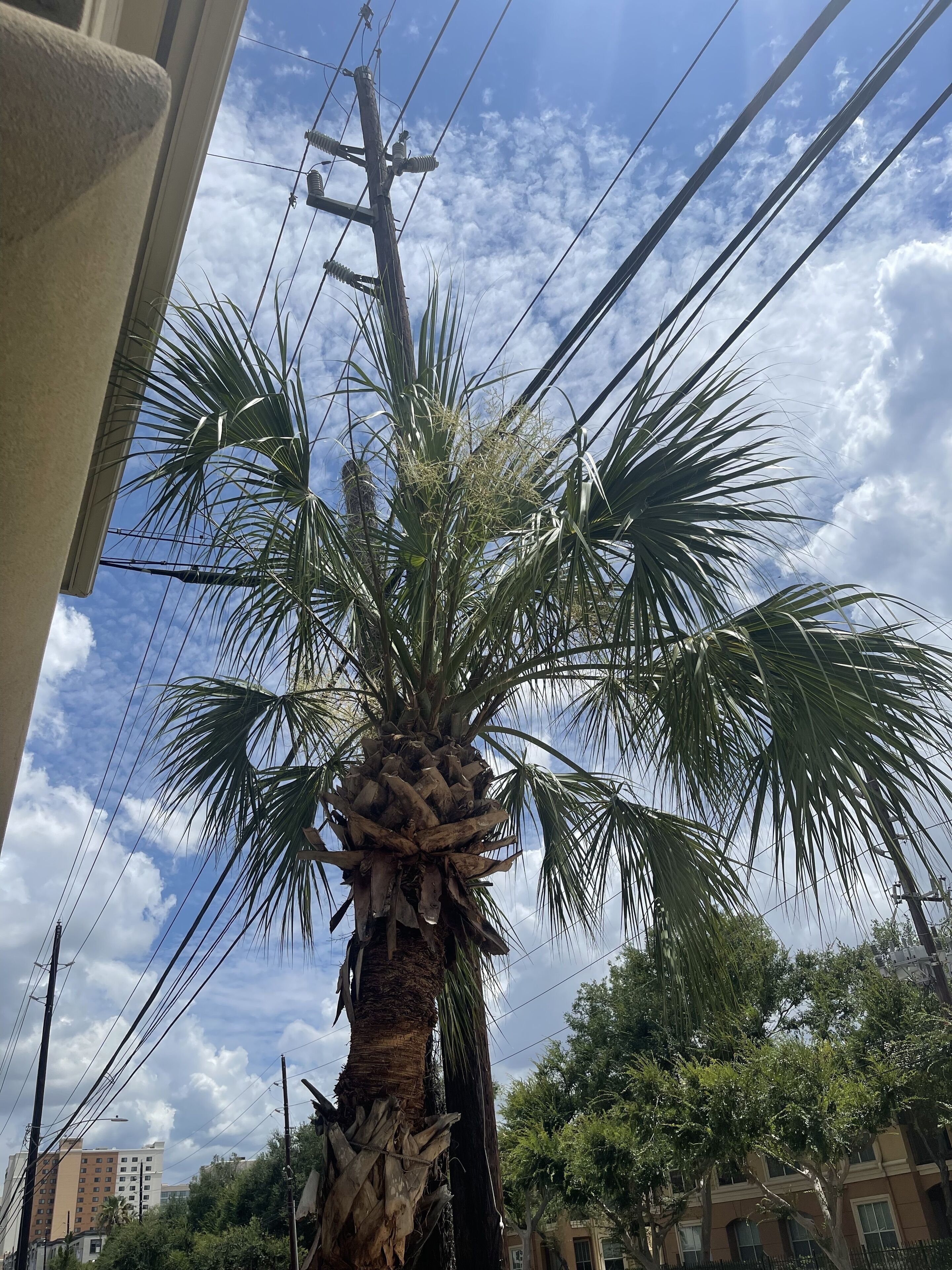 A palm tree with a thick trunk and a dense cluster of fronds, set against a backdrop of a clear sky and power lines.
