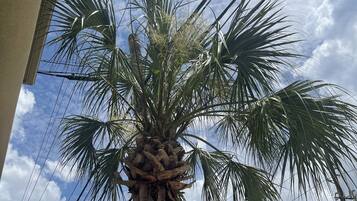 A palm tree with a thick trunk and a dense cluster of fronds, set against a backdrop of a clear sky and power lines.