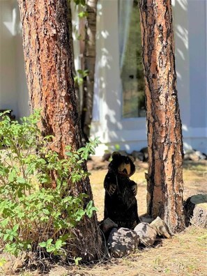 Exterior detail - Gilia Cabin Summary: (Ruidoso)