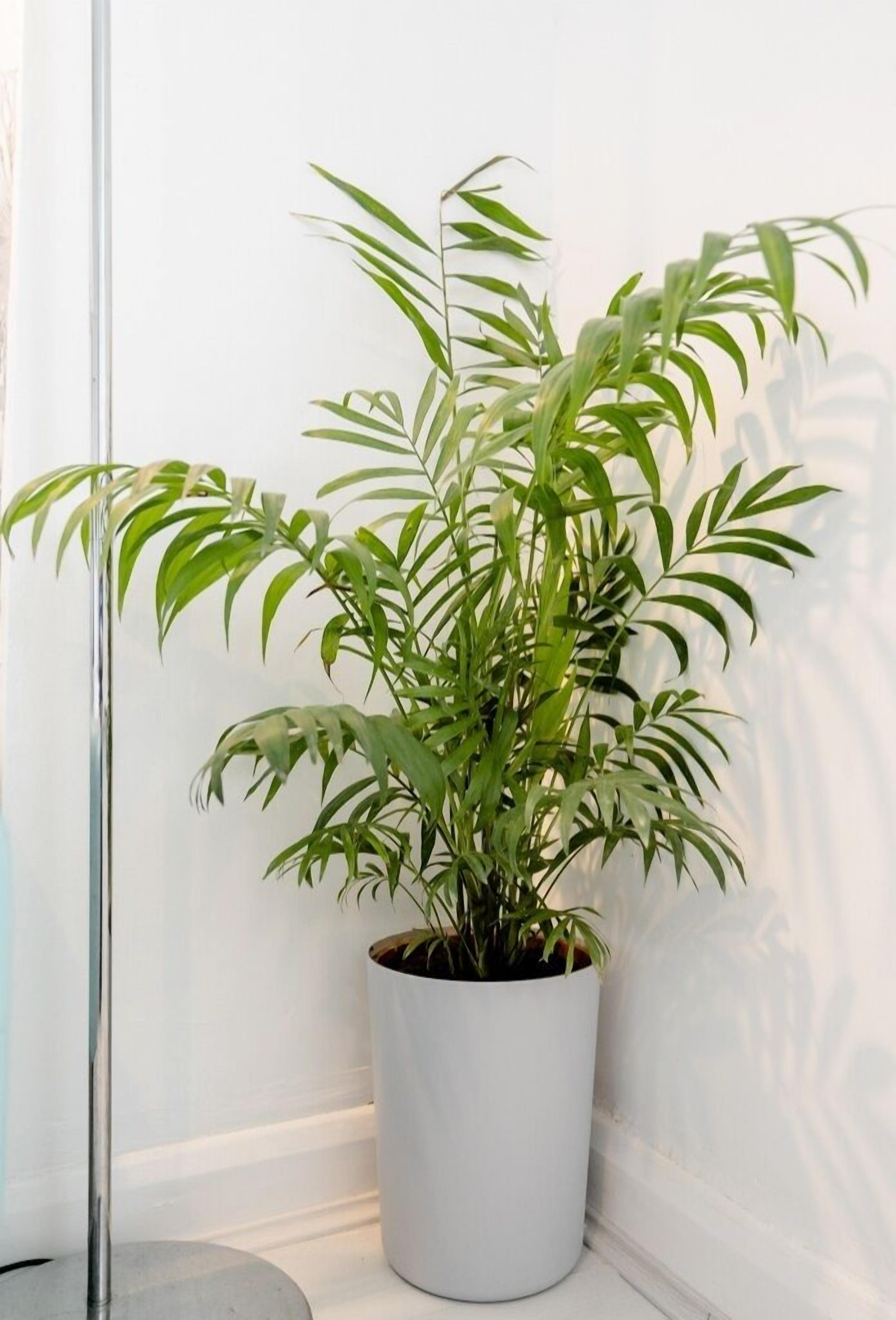 Foto - Tropical Garden Oasis Rooms