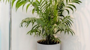 A potted plant with long, slender leaves in a white pot. - Tropical Garden Oasis (Birmingham)