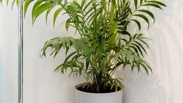 Habitación doble | Tabla de planchar con plancha, wifi gratis y decoración personalizada