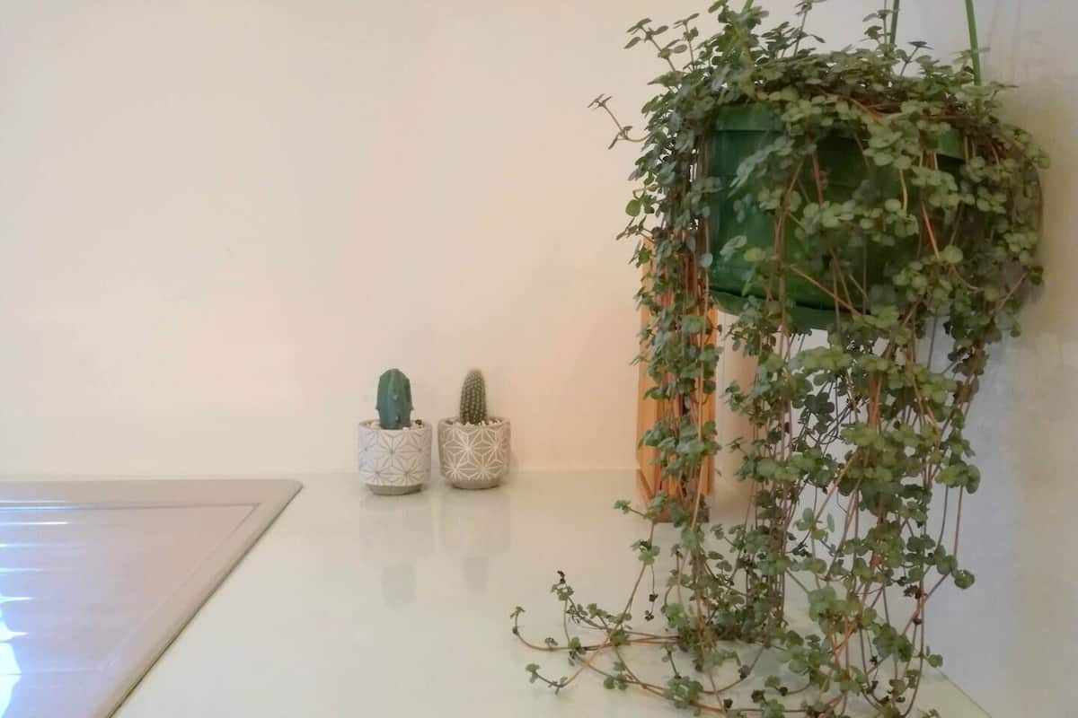 Apartamento Deluxe | Cocina privada | Frigorífico, microondas, horno y placa de cocina