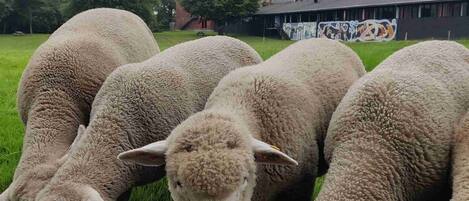 Un grupo de ovejas comiendo de un comedero en un campo cubierto de hierba, con un edificio al fondo.